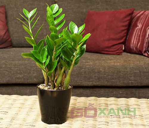 Cây cảnh giúp phòng khách đi vào thiên nhiên 2