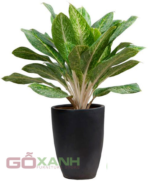 Cây cảnh giúp phòng khách đi vào thiên nhiên 4