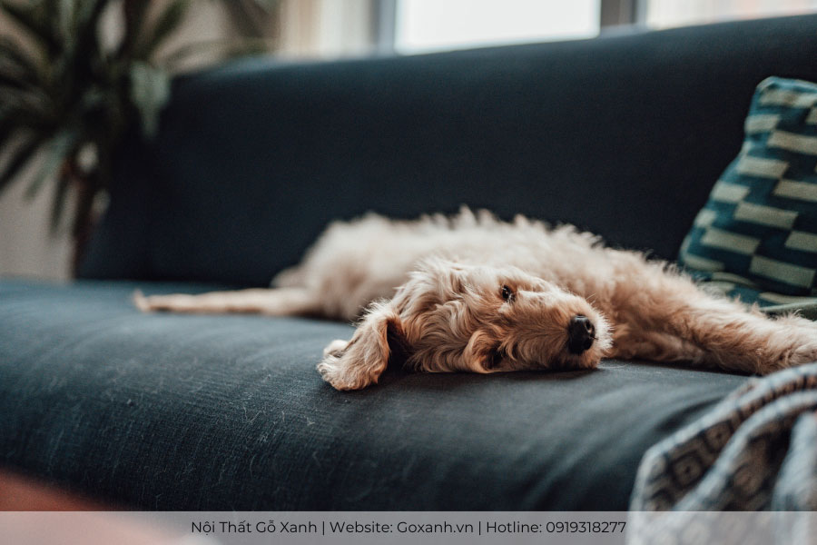 Cách khử mùi ghế sofa 